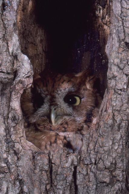 Eastern Screech-Owl