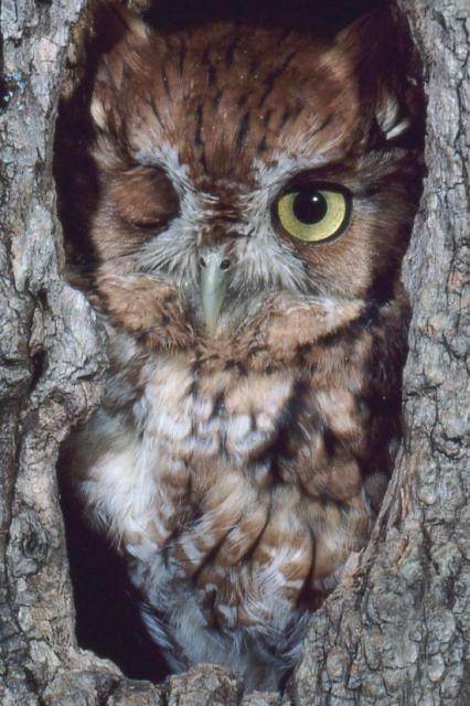 Eastern Screech-Owl