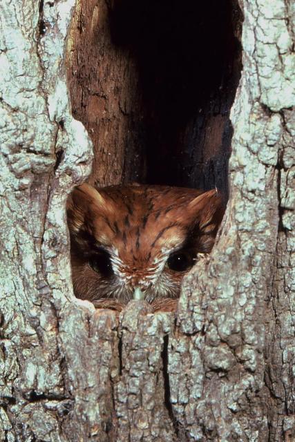 Eastern Screech-Owl