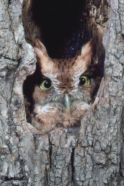 Eastern Screech-Owl