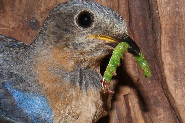 Eastern Bluebirds