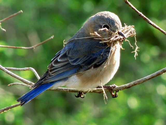 Eastern Bluebirds