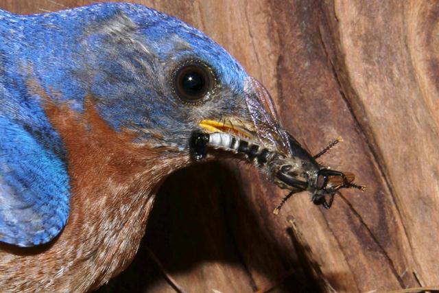 Eastern Bluebirds