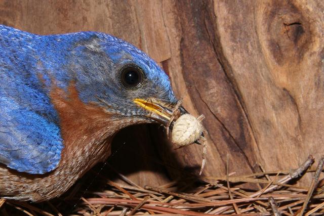 Eastern Bluebirds