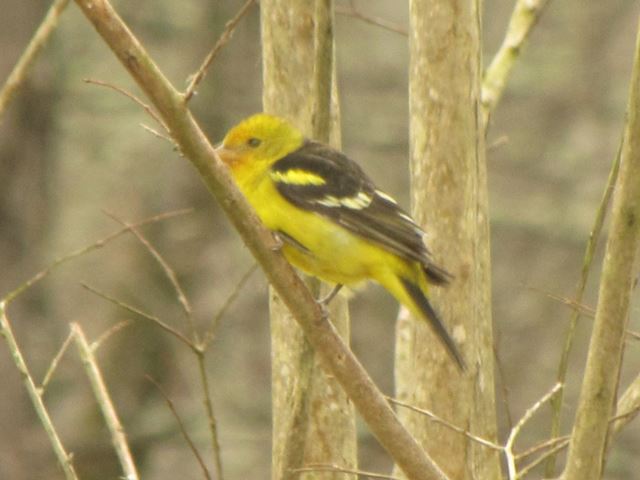 Western Tanager