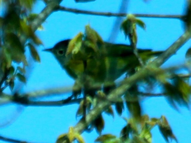 Nashville Warbler