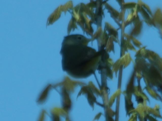 Nashville Warbler