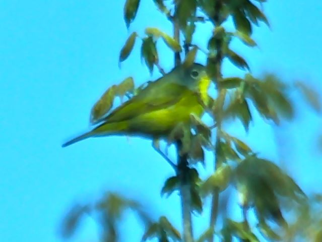 Nashville Warbler