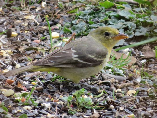 Western Tanager