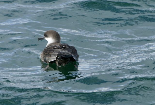Great Shearwater