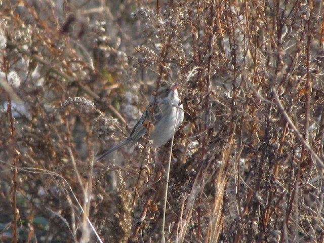 Clay-colored Sparrow