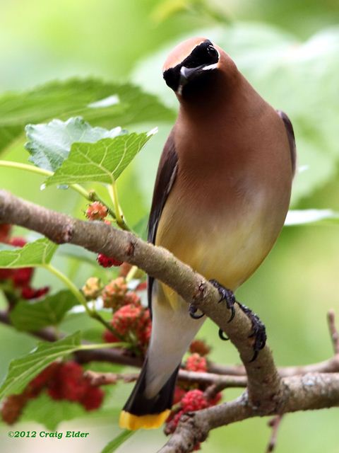 Cedar Waxwings