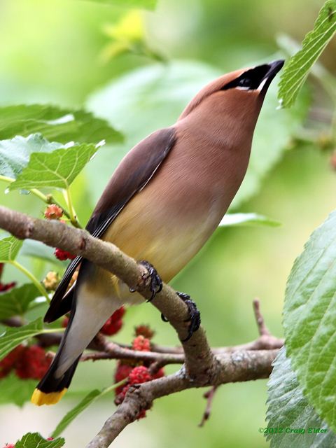 Cedar Waxwings