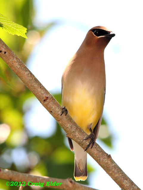 Cedar Waxwings