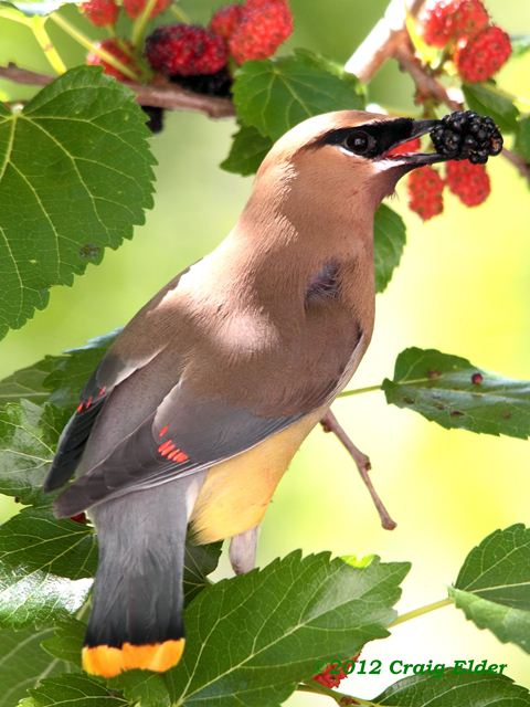 Cedar Waxwings