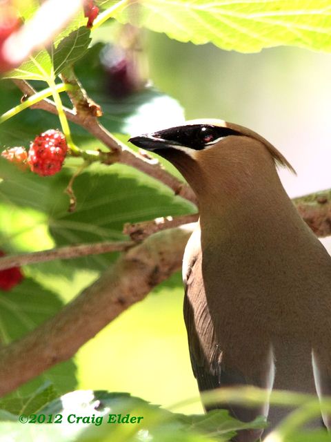 Cedar Waxwings