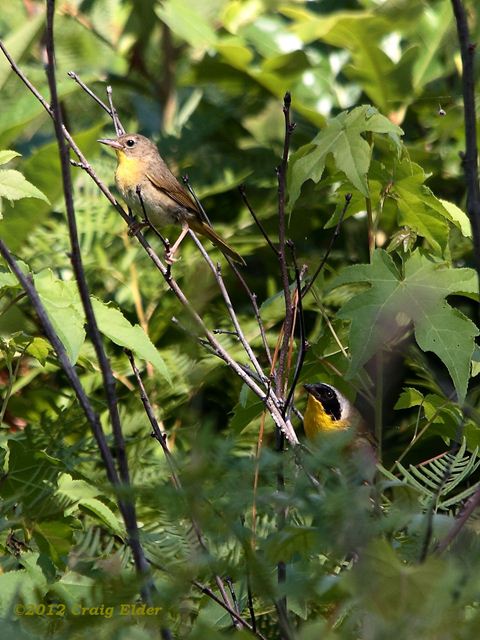 Common Yellowthroat