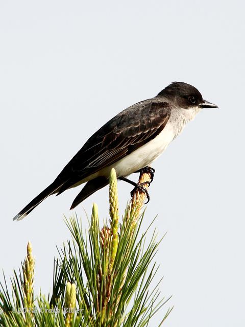 Eastern Kingbird