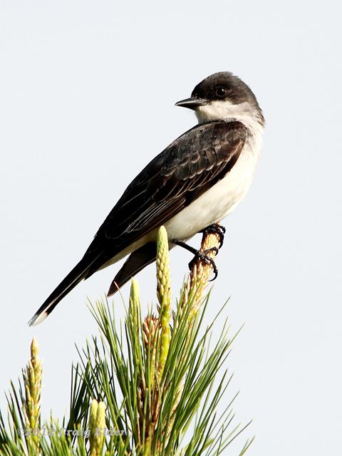 Eastern Kingbird