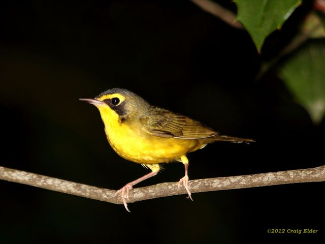 Kentucky Warblers