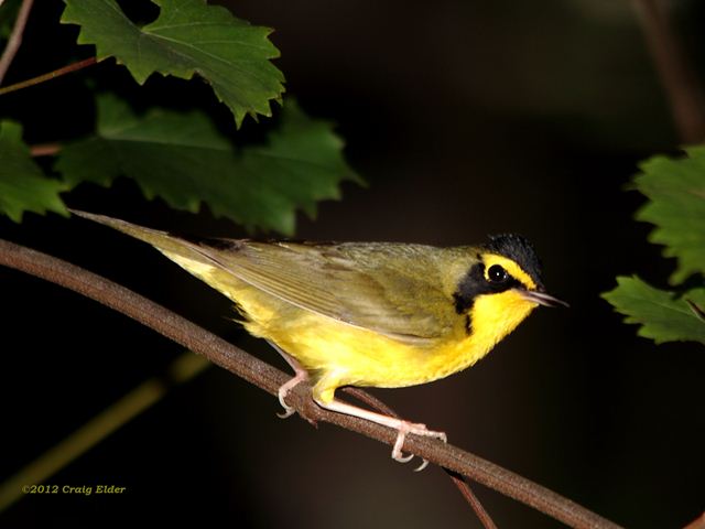 Kentucky Warblers