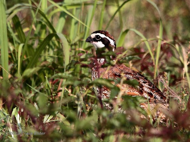 Northern Bobwhite
