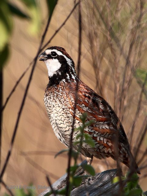Northern Bobwhite