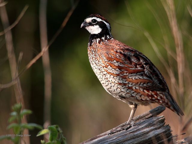 Northern Bobwhite
