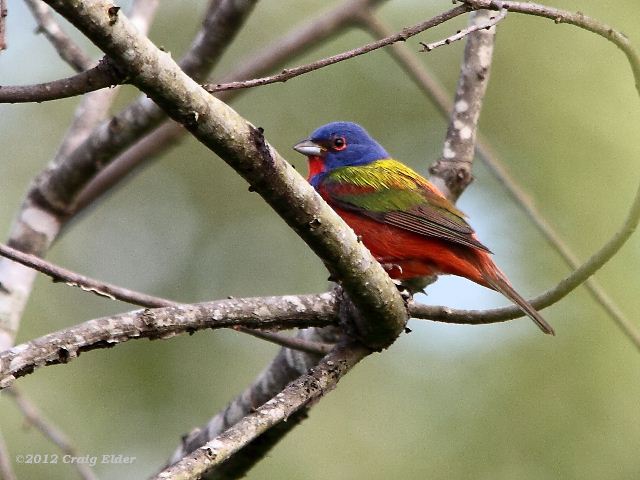 Painted Bunting
