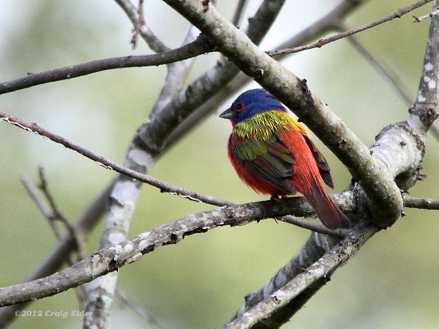 Painted Bunting