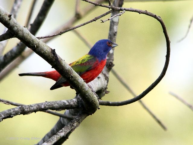 Painted Bunting