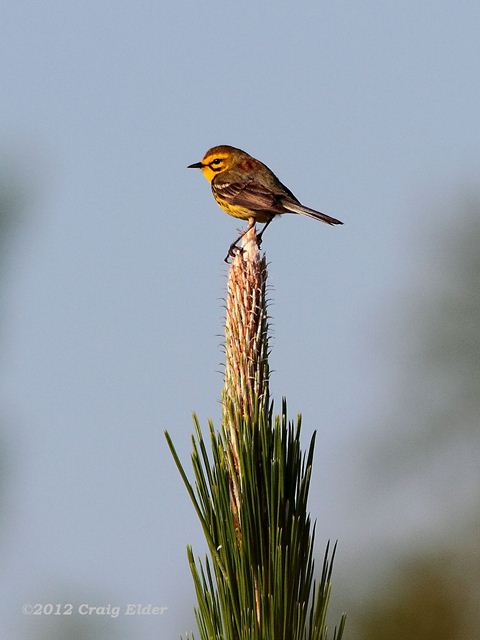 Prairie Warbler