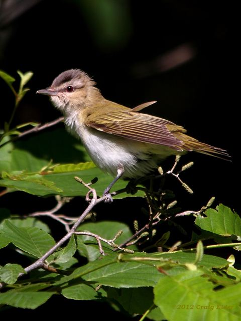 Red-eyed Vireo