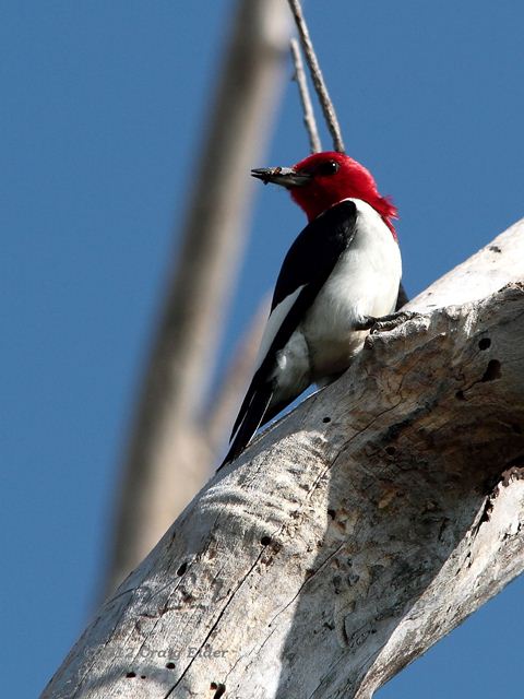 Red-headed Woodpecker