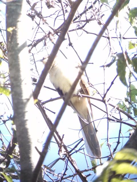 Black-billed Cuckoo