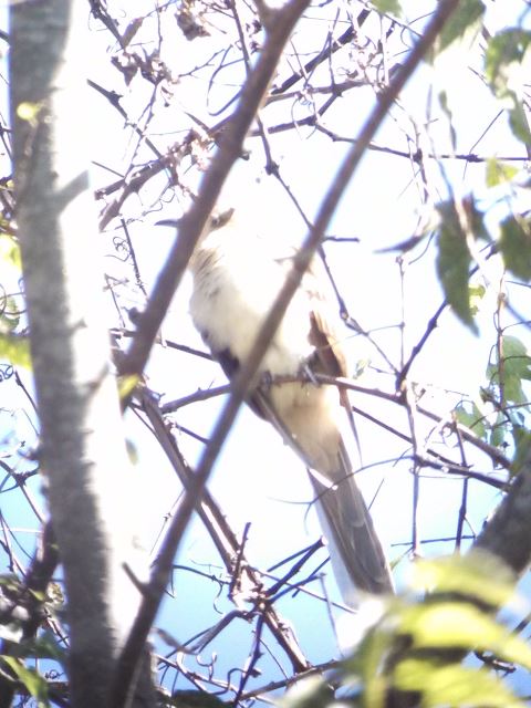 Black-billed Cuckoo