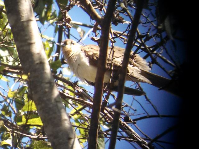 Black-billed Cuckoo