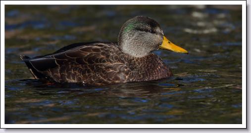 American Black Duck