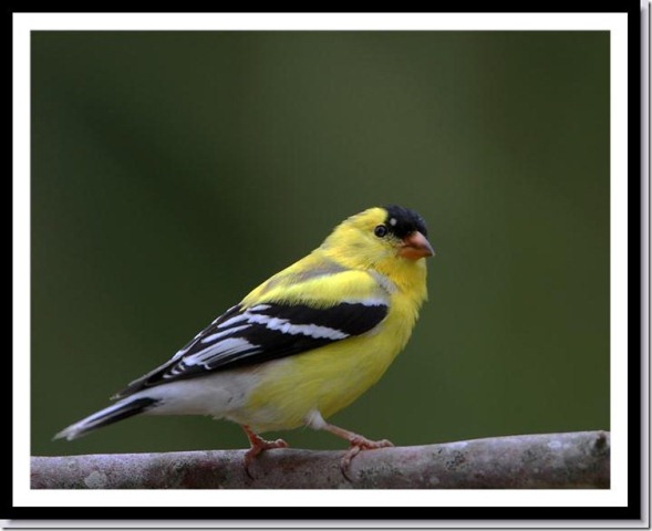 American Goldfinch