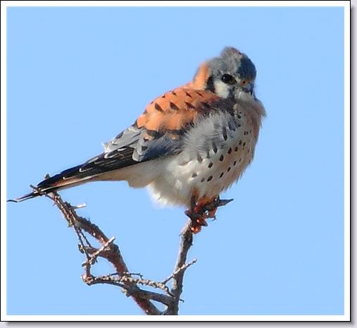 American Kestrel