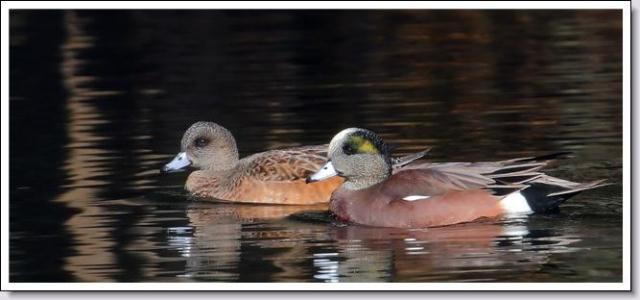 American Wigeon
