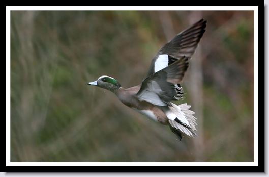 American Wigeon