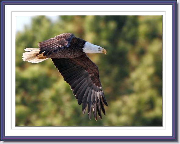Bald Eagle