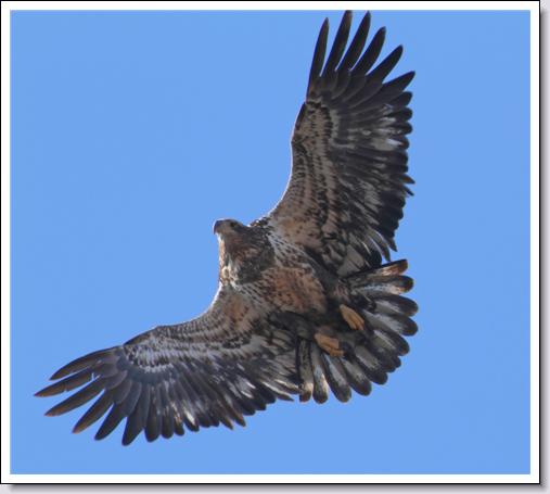 Bald Eagle