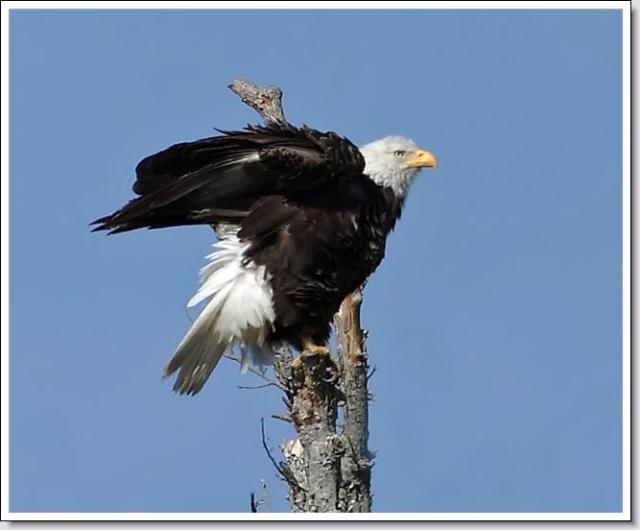 Bald Eagle