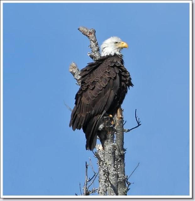 Bald Eagle