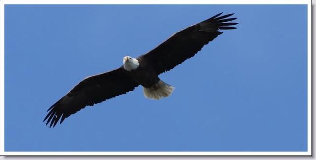 Bald Eagle