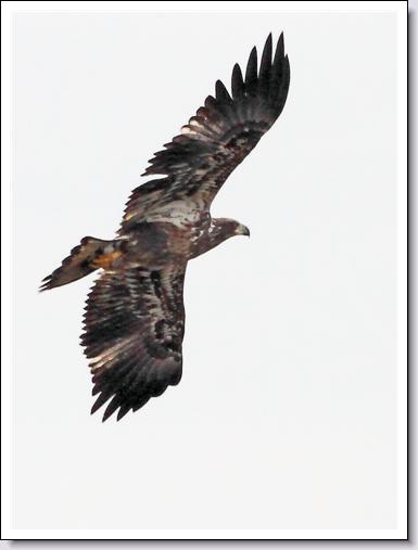 Bald Eagle
