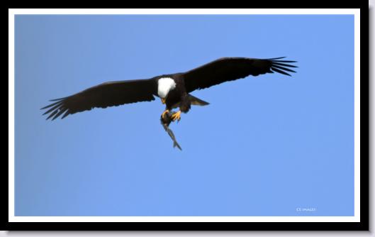 Bald Eagle