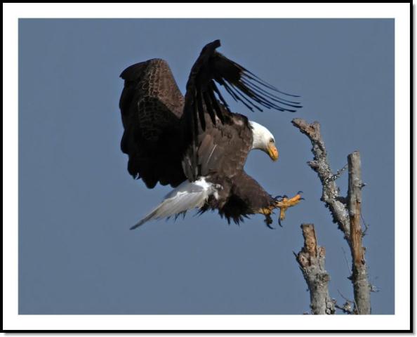 Bald Eagle